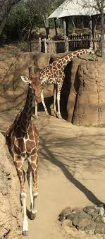 Dallas Zoo Dallas Zoo Giraffe Pets