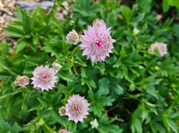 Image result for Astrantia major `Roma`