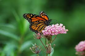 Large milkweed bugs feed mainly on seeds inside milkweed pods. Monarchs Depend On Milkweed