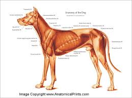 Dog Muscular Anatomical Poster 18 X 24 Dog Anatomy Cat Illnesses Dogs