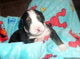 Didn't introduce himself but dna test says he is german shepherd mix. Akc Bernese Mountain Dog Puppies Available Now For Sale In Addison Texas Classified Americanlisted Com