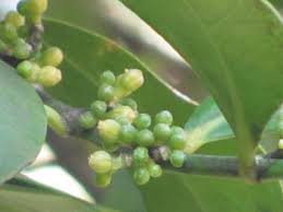 Image result for Suregada