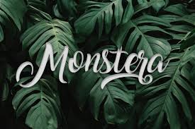 Monstera Wallpaper Plant Logos Monstera Wallpaper