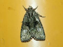 Image result for Cryphia algae