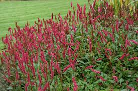 Image result for Buchnera affinis