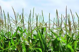 Corn Hybrid Development Takes Detasseling – Bigyield