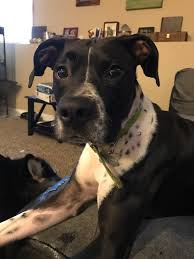 If You Ve Never Seen A Pointer Boxer Mix Before Congrats I Wanna Keep Him So Bad Http Ift Tt 2nmuzcp Boxer Mix Boxer Pets