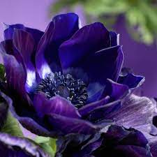 Van Zyverden Wind Flowers Anemones Darkest Blue Bulbs Set Of 25 11151 The Home Depot Bulb Flowers Spring Flowering Bulbs Anemone