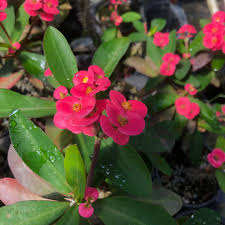 Check spelling or type a new query. Crown Of Thorns Roller Rink Live Plant Euphorbia Milii Neon Bright Pink Flower Cactus Like Succulent Starter Size 4 Inch Pot Emerald R Emerald Goddess Gardens
