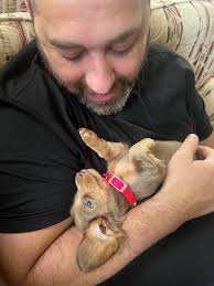 How to train a puppy with puppy pads?