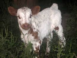 Black And White Cow Breeds Uk Red Angus Calf His British White Sired Calves In The Show Ring As Well As At Pasture Baby Cows Animal Antics Cute Animals