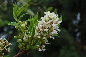 Image result for Xanthocercis