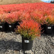 Image result for Euphorbia tirucalli