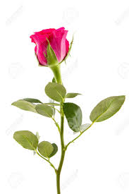 A rose wallpaper photo in hd resolution.beautiful rose free photos. Single Beautiful Rose Isolated On White Background Stock Photo Picture And Royalty Free Image Image 72261312