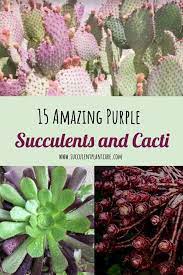 Many ornamental sprays don't list cactuses or succulents on their label descriptions of safe plants, so it's sometimes hard to know exactly which insecticides are best. 15 Amazing Purple Succulents And Cacti You Would Love Succulent Plant Care