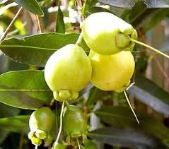 Image result for Syzygium jambos