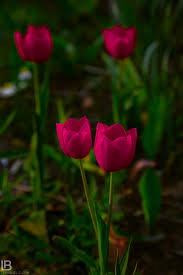 Unduh skin tols pro : Cvece Slike Najlepse