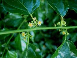 Image result for Colubrina asiatica