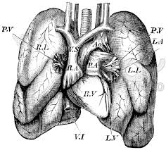 Human anatomy for muscle, reproductive, and skeleton.this fine art print is perfect for framing and a perfect gift for birthday, anniversaries or any other occasion or just to hang on your wall and bring a splash of colour and style to your home, office or studio. Pin By Deborah Lawrence On Anatomy Medical Illustration Lunges Engraving Illustration