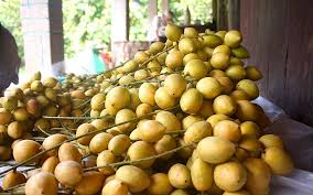 Dâu da An Phước