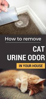 How To Remove Cat Urine Odor In Your House Cat Urine Remover Cat Urine Cat Urine Smells