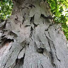 Chefs and grill masters use hickory chips to impart rich tones into meat and poultry. Buy Affordable Shellbark Hickory Trees At Our Online Nursery Arbor Day Foundation Buy Trees Rain Forest Friendly Coffee Greeting Cards That Plant Trees Memorials And Celebrations With Trees And More