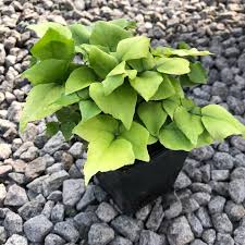 Common problems with japanese holly fern. Cyrtomium Fortunei Var Clivicola Arching Japanese Holly Fern 3 5 Pot Little Prince To Go