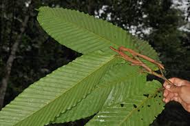 Image result for Dipterocarpaceae