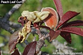 The red leaf dwarf peach (prunus persica) provides an exotic element to your landscape. A Case Study Peach Leaf Curl On Ornamental Peach Trees Bygl