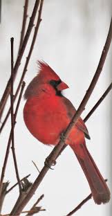 Red Birds That Look Like Cardinals Red Cardinal Cardinal Birds Beautiful Birds Bird Pictures
