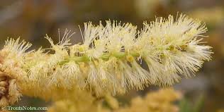 Image result for Acacia pentagona