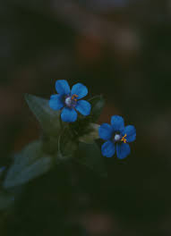 Check spelling or type a new query. Hd Wallpaper Two Blue 5 Petal Flowers Beautiful Blooming Blue Flower Color Wallpaper Flare
