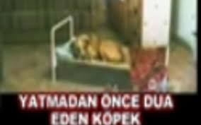 Yatmadan Once Dua Eden Kopek