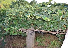 Arbol De Kiwi Hd Mapio Net