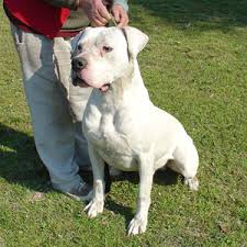 Top quality dogo argentino puppies for sale. Alfonsia Dogo Argentino Durban Dogo Argentino Breeders Dog Breeders Gallery