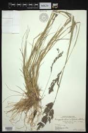 Image result for Eragrostis atrovirens