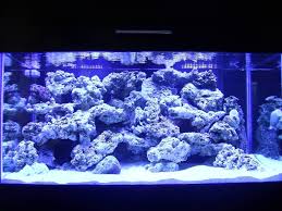 Aquascaping in reef aquariums is much less pronounced, making it much more difficult. Your Aquascaping Pics Reef Central Online Community Aquarium Fish Tank Coral Aquarium Saltwater Fish Tanks