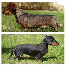 Image result for jezevčík drsnosrstý