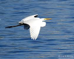 Aves e Árvores: O que você precisa saber sobre as garças
