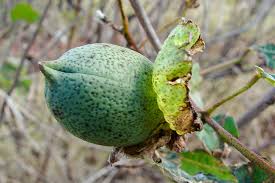 Image result for Gossypium barbadense