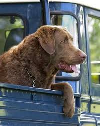 The chesapeake bay retriever has been known to retrieve hundreds of birds in a single day in. 44 Chesapeake Bay Retriever Ideas Chesapeake Bay Retriever Chesapeake Retriever