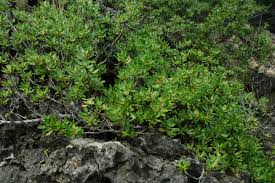 Image result for Pemphis