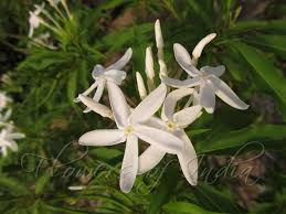 Image result for Alstonia venenata