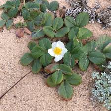 Image result for Fragaria chiloensis