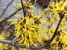 Image result for Hamamelidaceae