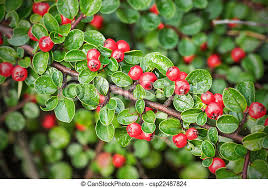 We did not find results for: Red Berries On A Small Bush During A Wet Autumn Day Canstock