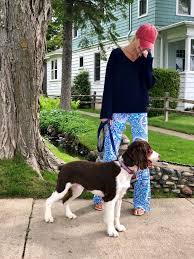English setter puppies for sale by english setter breeders, trainers and kennels connecting buyers and breeders with hunting dog classified ads for selling bird dog puppies, started and finished gun dogs for sale. English Setter Puppies For Sale Michigan The Y Guide