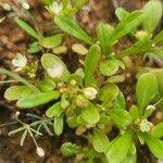 Image result for Gisekiaceae