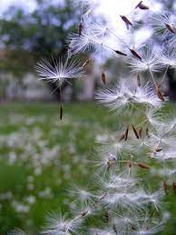 Dandelion On Spider Web Dandelion Flower Dandelion Raised Bed Vegetable Garden Layout
