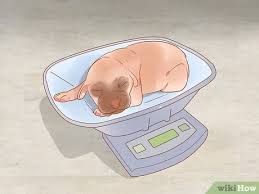 So when can puppies leave their mom? 3 Ways To Separate Puppies From Their Mother Wikihow